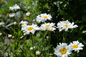 daisies-1534023_960_720